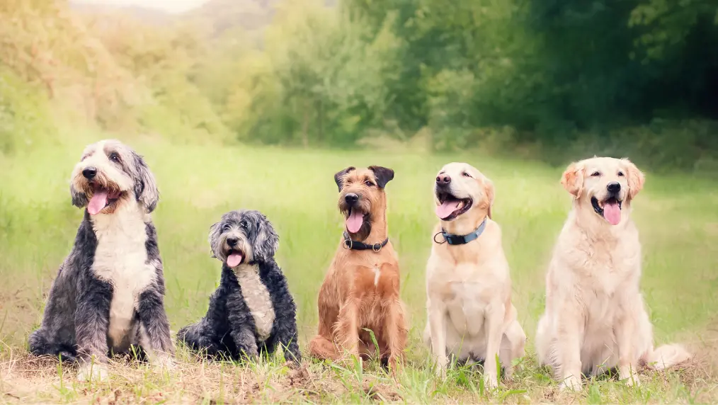 The Most Expensive Dog Breeds You Should Know About in 2024