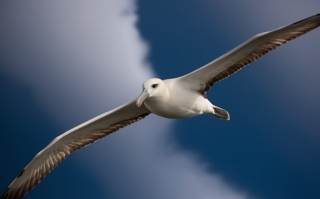 What is the World's Largest Flying Bird? Discover the Majestic Albatross